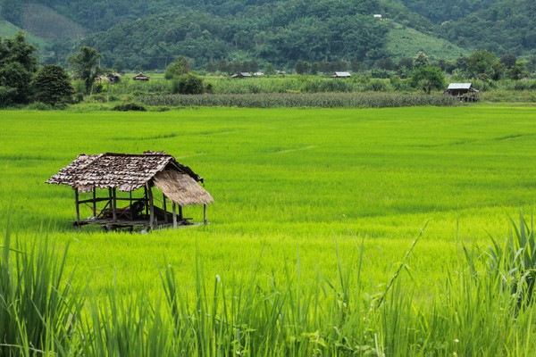 Chiang Rai