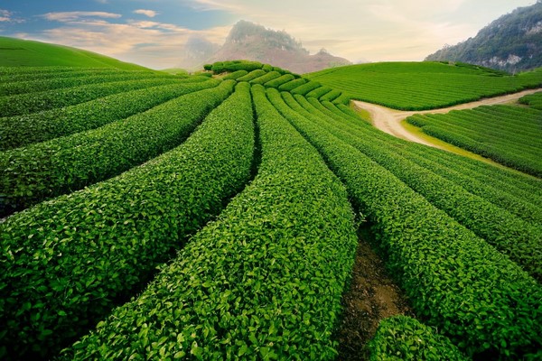 Moc Chau - Reisetipps für das Hochland in Nordvietnam