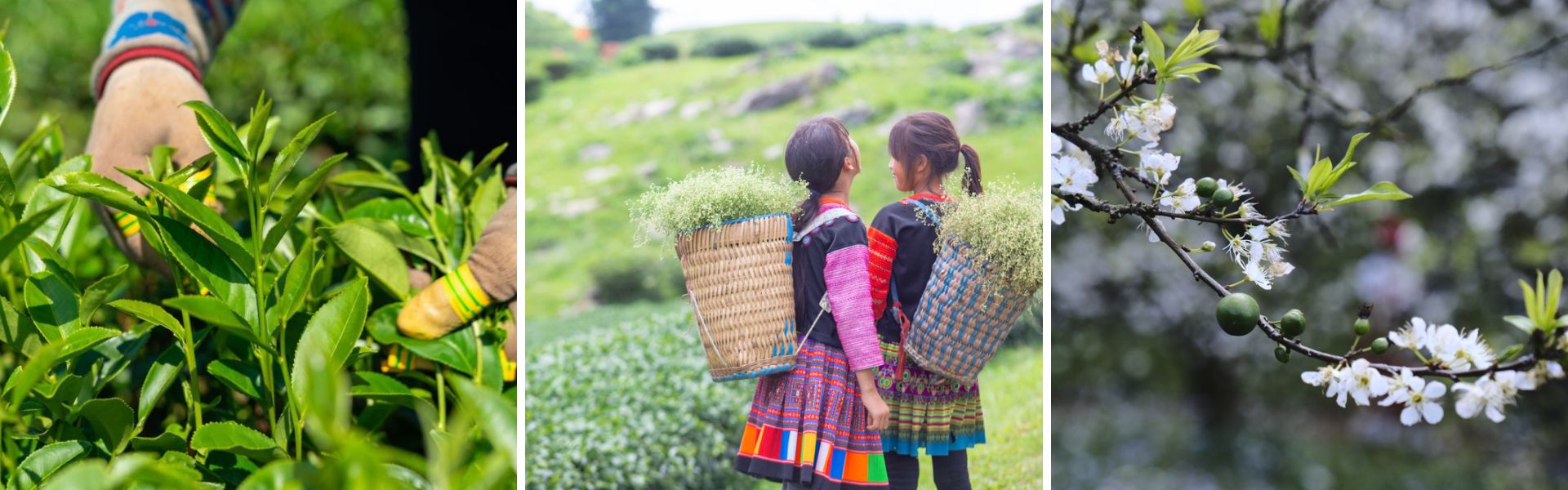 Moc Chau - schönes Hochland in Nordvietnam