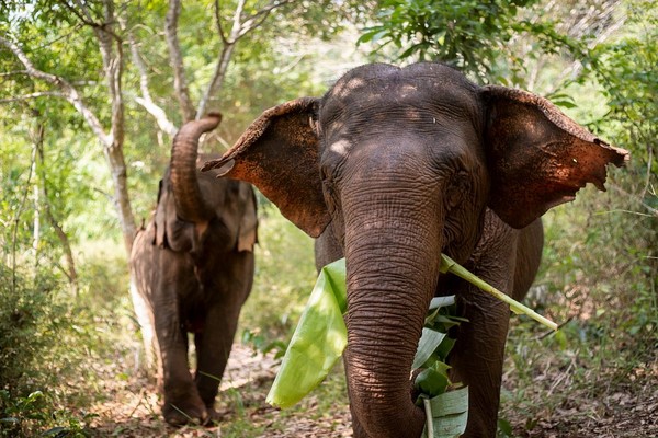 Tag 05: Mondulkiri - Elephant Valley Project