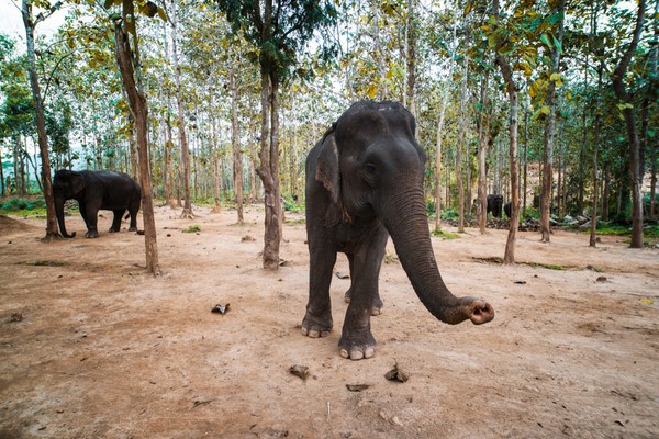 Tag 04: Luang Prabang - Elefantendorf - Vang Vieng