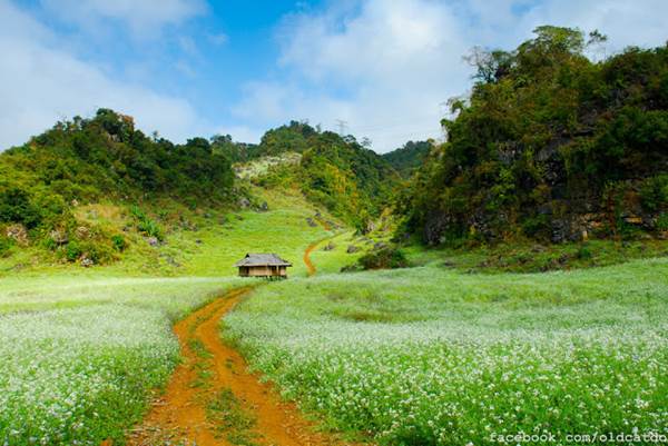 Moc Chau - schönes Hochland in Nordvietnam -1  | Asiatica Travel