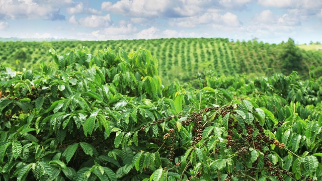 Vietnamesischer Kaffee: Was Sie wissen sollten? -2